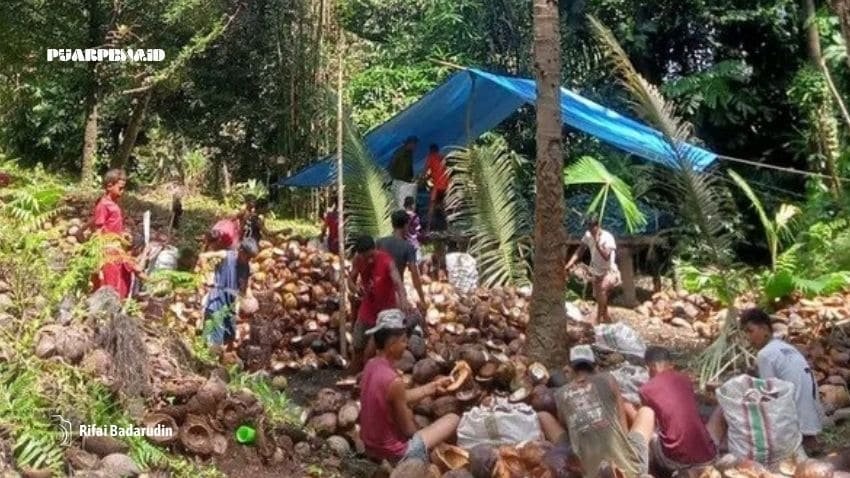 Potensi Melimpah, KDMP Gamkonora Pilih Kelapa sebagai Pilar Usaha