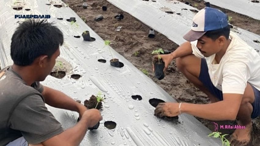 pemuda petani desa waci